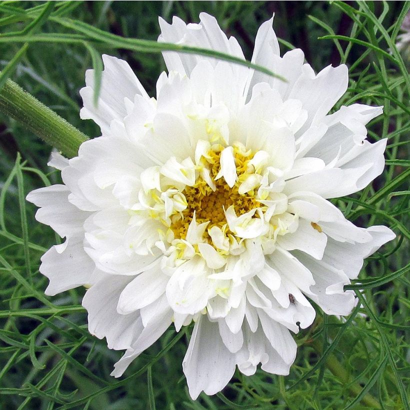 Graines de Cosmos Double Click Snow Puff - Cosmos bipinnatus (Flowering)