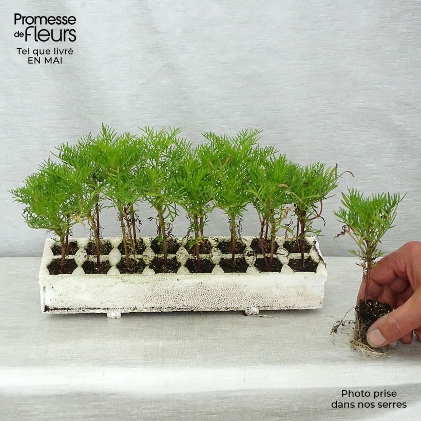 Example of Cosmos Rubenza rouge carmin Mini-mottes Jardimotte : motte 3,8 cm x 3,2 cm en plaque de culture par 16 as you get in printemps