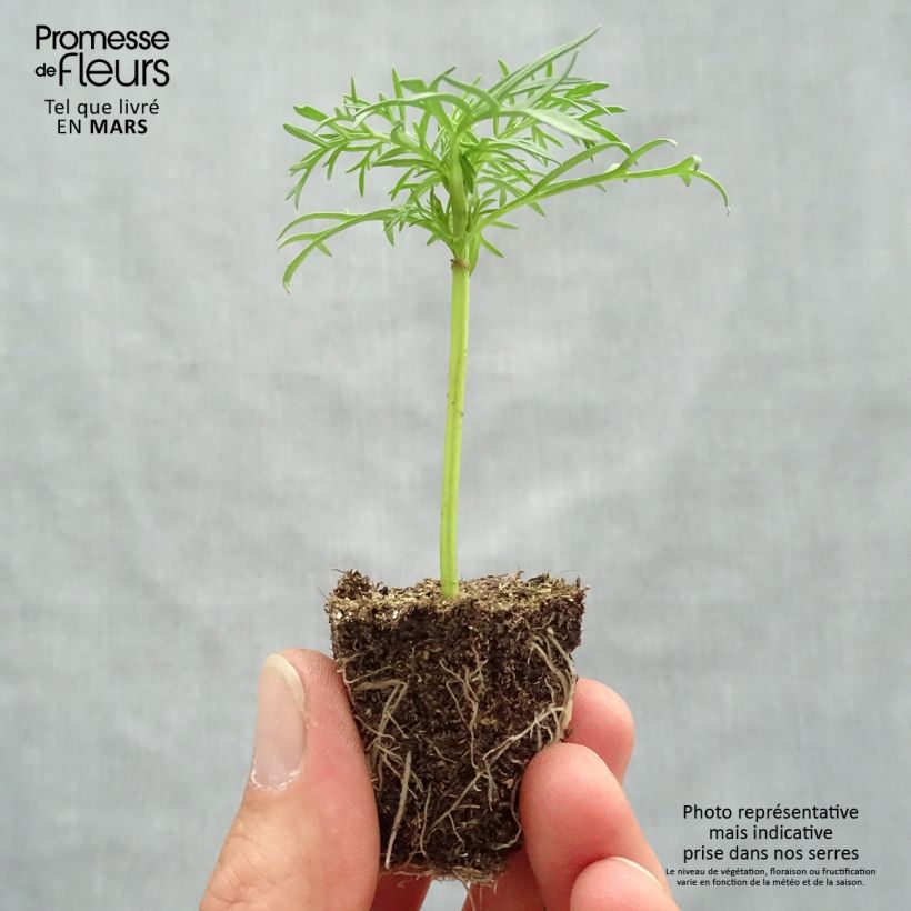 Spécimen de Cosmos Sonata Blanc Jardimotte : motte 3,8 cm x 3,2 cm en plaque de culture par 16 tel que livré au printemps