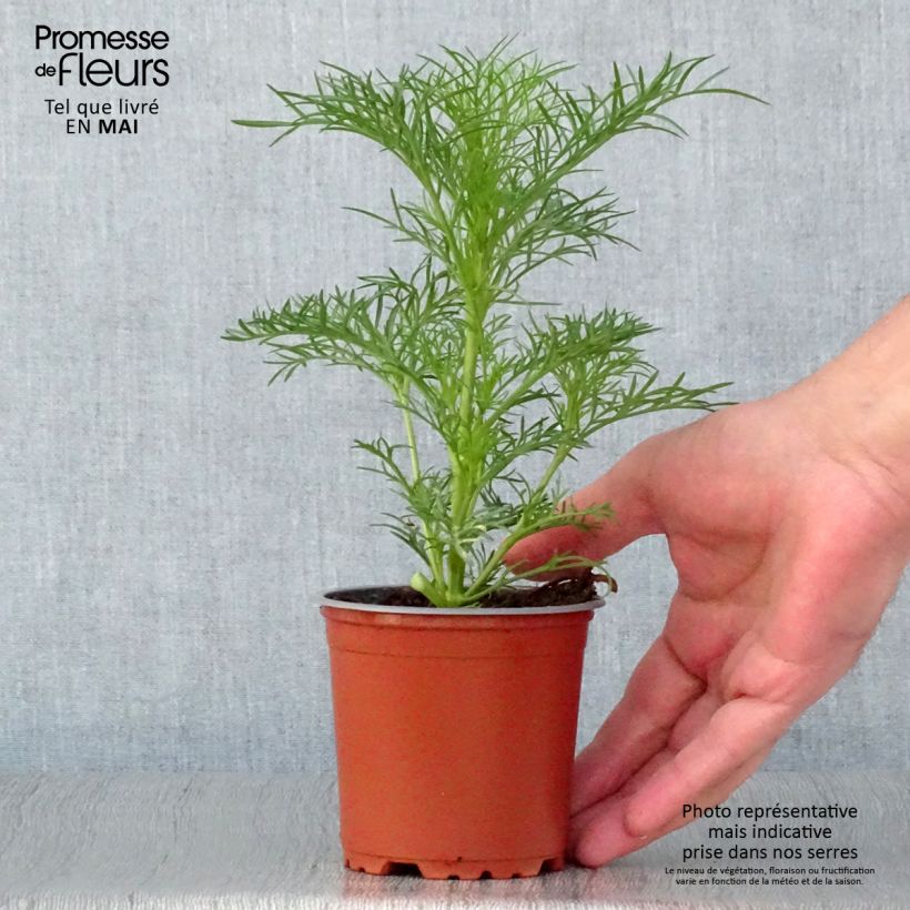 Spécimen de Cosmos Sonata Blanc Pot de 10 cm/11cm tel que livré au printemps