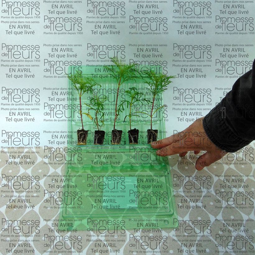 Exemple de spécimen de Cosmos Sonata Carmin Mini-motte Ø 3/4 cm, Livré en plant vert de 5 à 10 cm de hauteur tel que livré