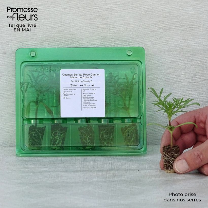 Example of Cosmos Sonata Rose Clair Mini-motte Ø 1,5/2,5 cm as you get in printemps