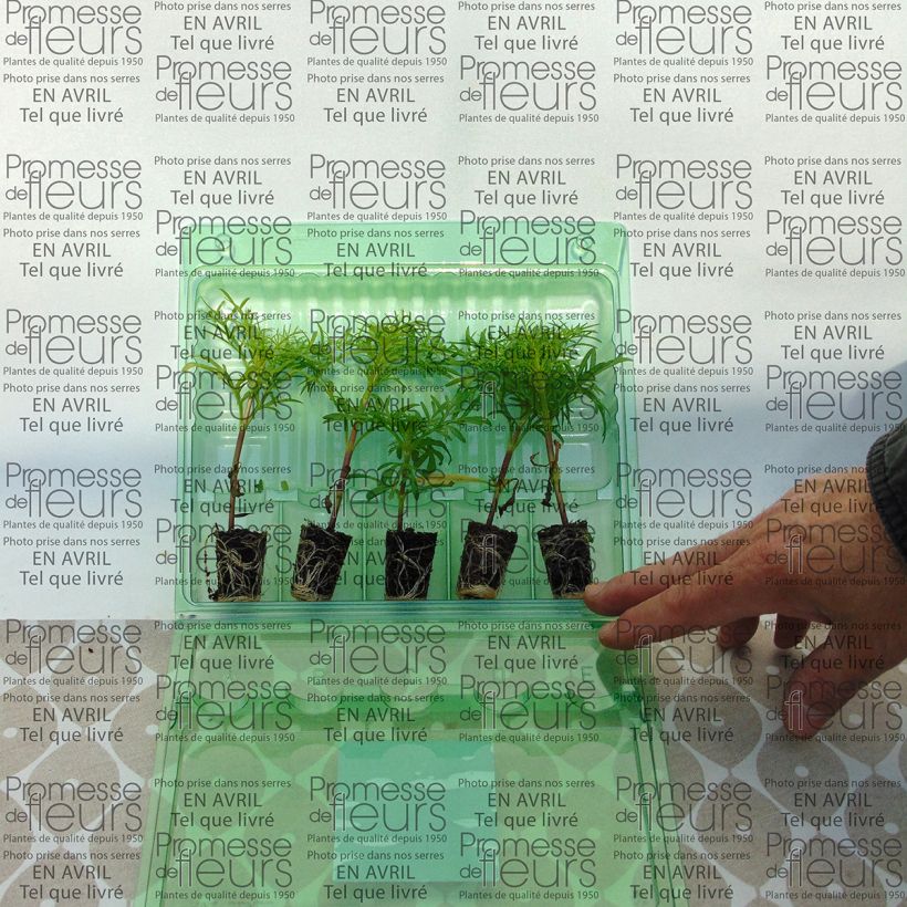 Exemple de spécimen de Cosmos Sonata Rose clair à centre foncé Mini-motte Ø 3/4 cm, Livré en plant vert de 5 à 10 cm de hauteur tel que livré