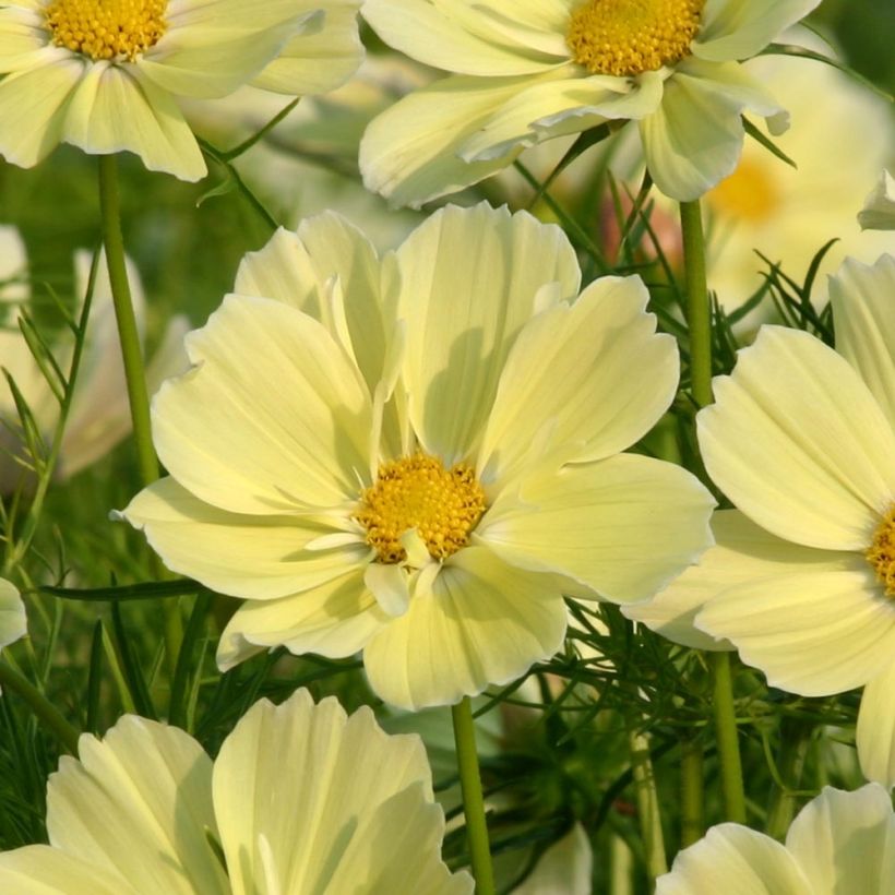 Cosmos Xanthos jaune Mini-mottes (Flowering)