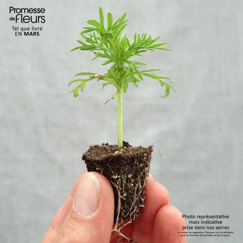 Example of Cosmos Xanthos jaune Mini-mottes Jardimotte : motte 3,8 cm x 3,2 cm en plaque de culture par 16 as you get in printemps