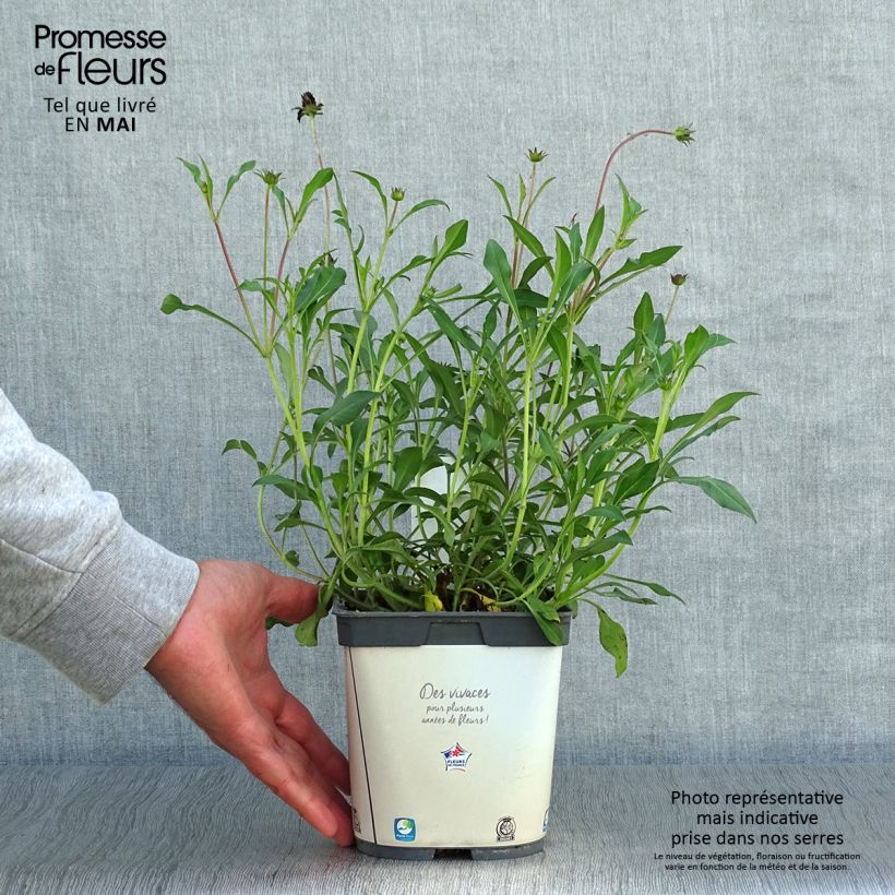 Example of Cosmos atrosanguineus Chocamocha - Cosmos chocolat Pot de 2L/3L as you get in printemps