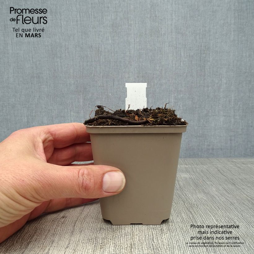 Example of Cosmos atrosanguineus Eclipse - Cosmos chocolat Godet de 8/9 cm as you get in printemps