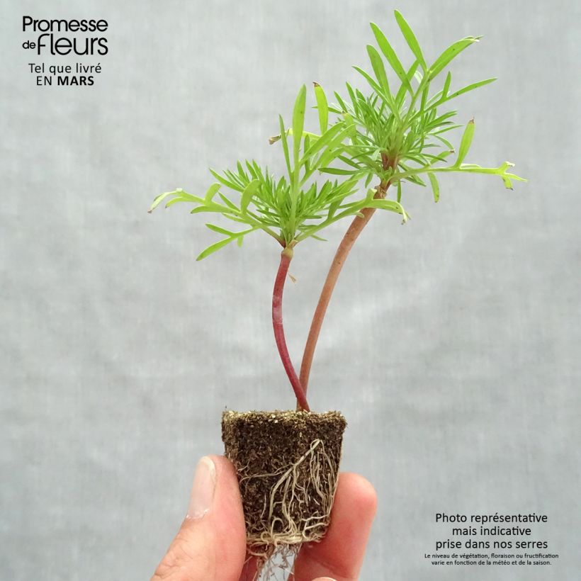 Spécimen de Cosmos bipinatus Double Click en mélange Jardimotte : motte 3,8 cm x 3,2 cm en plaque de culture par 16 tel que livré au printemps