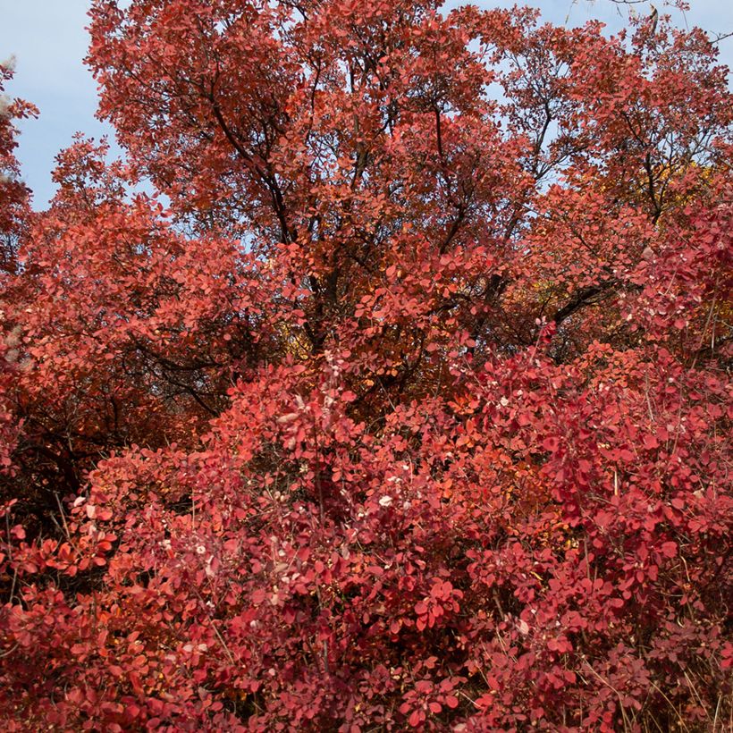 Cotinus Grace - Arbre à perruque (Port)