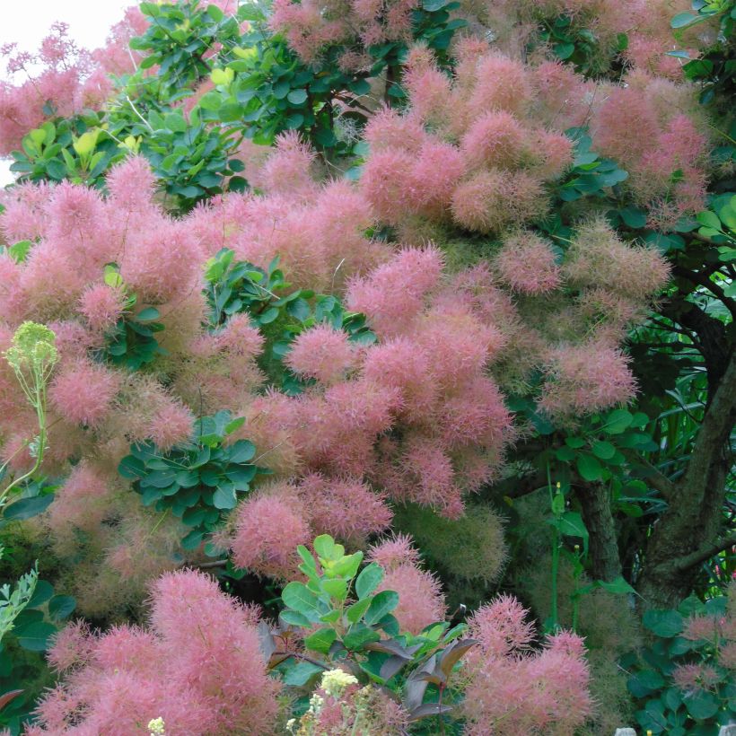 Cotinus Smokey Joe - Arbre à perruque (Floraison)