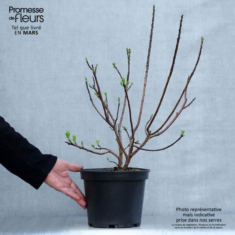 Spécimen de Cotinus Smokey Joe - Arbre à perruque Pot de 3L/4L tel que livré au printemps