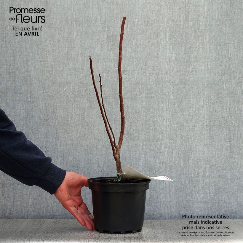 Example of Cotinus coggygria - Arbre à Perruques Pot de 3L/4L as you get in printemps