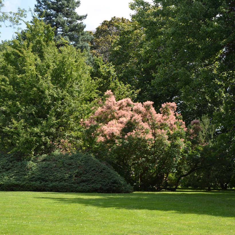 Cotinus coggygria - Arbre à Perruques (Plant habit)