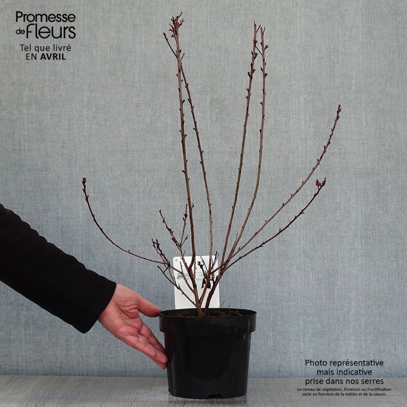 Spécimen de Cotinus coggygria Dusky Maiden - Arbre à Perruques Pot de 3L/4L tel que livré au printemps