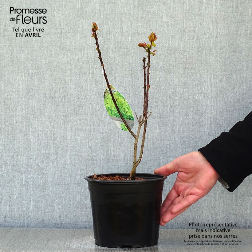 Example of Cotinus coggygria Golden Spirit - Arbre à Perruques Doré Pot de 2L/3L as you get in printemps