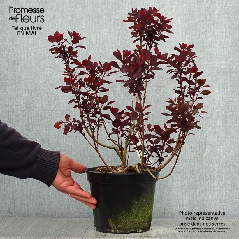 Spécimen de Cotinus coggygria Lilla - Arbre à perruque nain. Pot de 3L/4L tel que livré au printemps