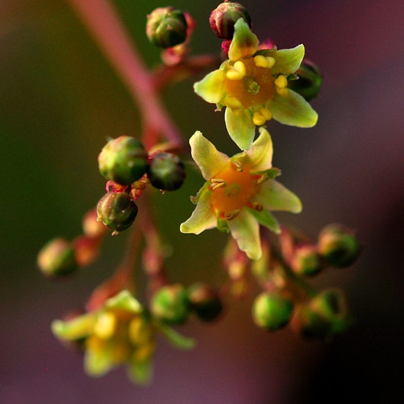 Cotinus coggygria Lilla - Arbre à perruque nain. (Floraison)