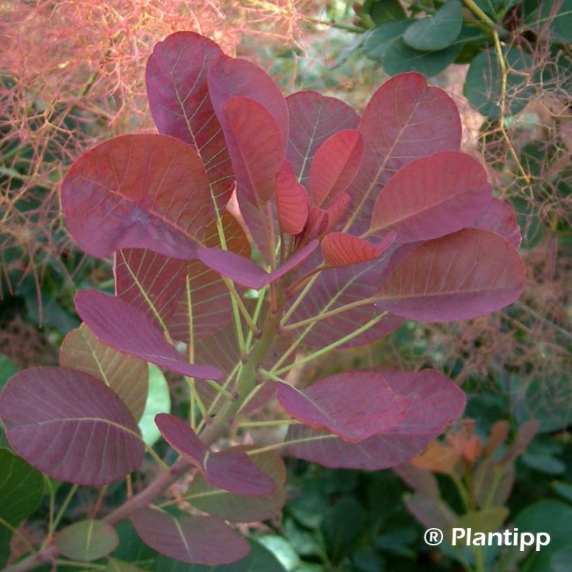 Cotinus coggygria Red Spirit - Arbre à perruque (Feuillage)