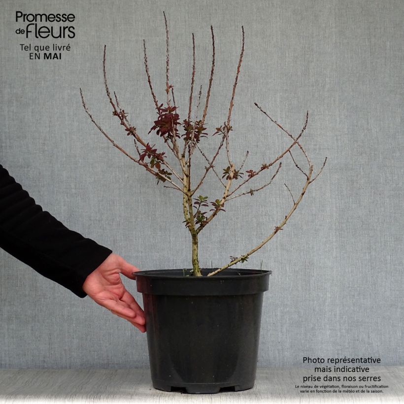 Example of Cotinus coggygria Royal Purple - Arbre à perruque  Pot de 4L/5L as you get in printemps