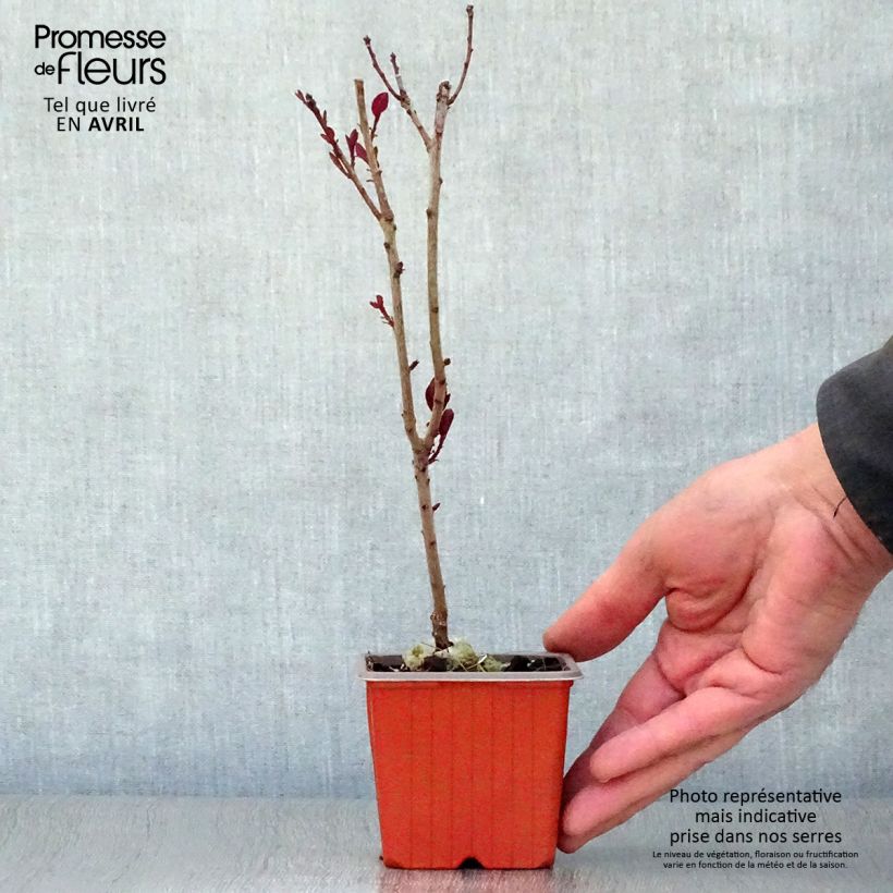 Example of Cotinus coggygria Royal Purple - Arbre à perruque  Godet de 8/9 cm as you get in printemps