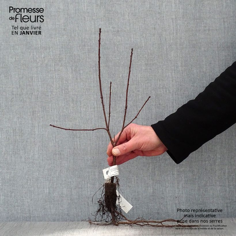 Example of Cotinus coggygria Royal Purple - Arbre à perruque  Racines nues as you get in hiver