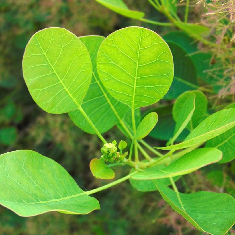 Cotinus coggygria Young Lady - Arbre à Perruque (Foliage)