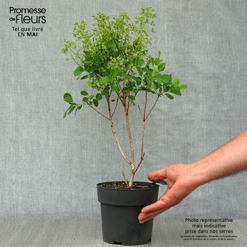 Example of Cotinus coggygria Young Lady - Arbre à Perruque Pot de 2L/3L as you get in printemps