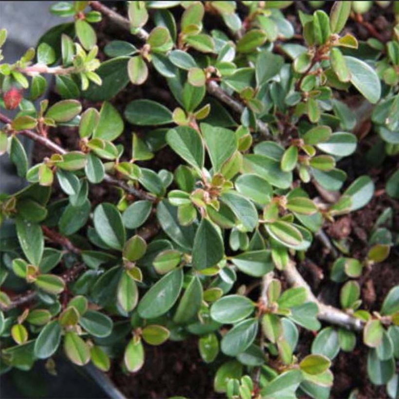 Cotonéaster dammeri Eichholz (Foliage)