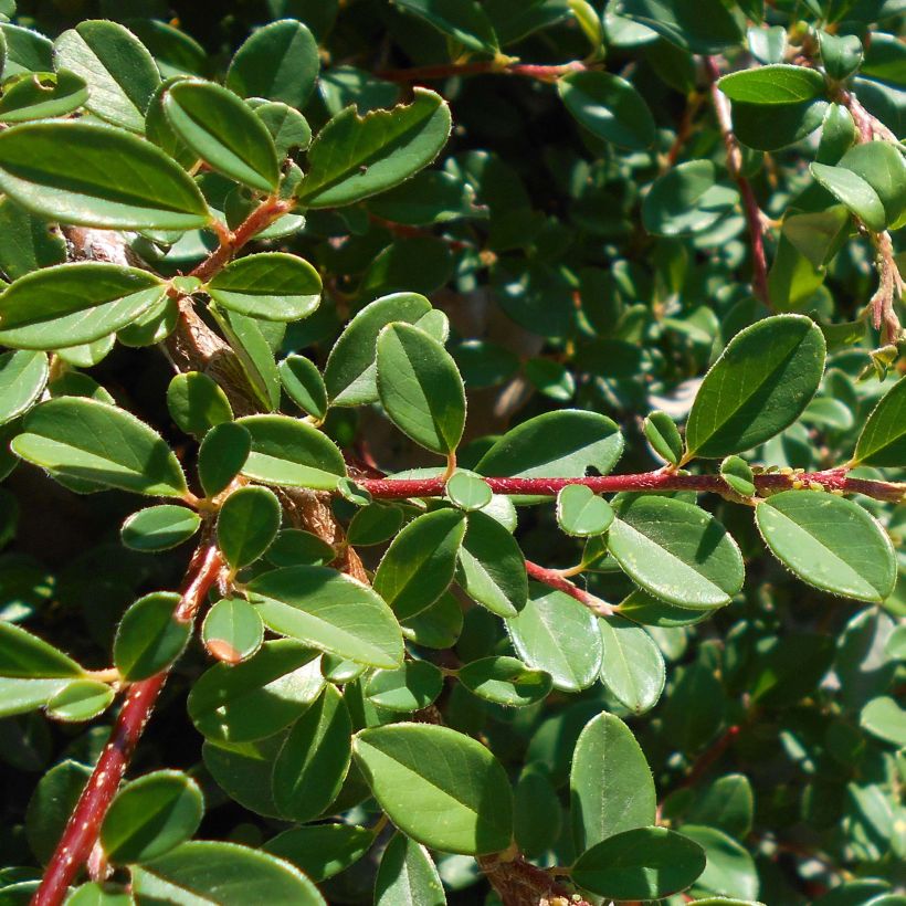 Cotonéaster suecicus Skogholm (Foliage)