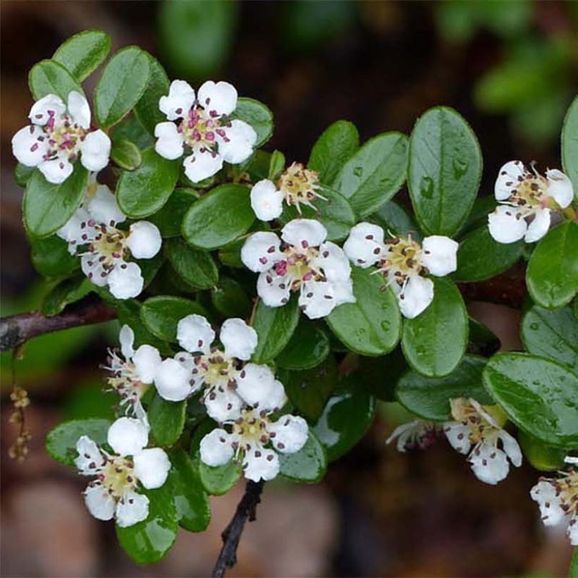 Cotonéaster suecicus Skogholm (Flowering)