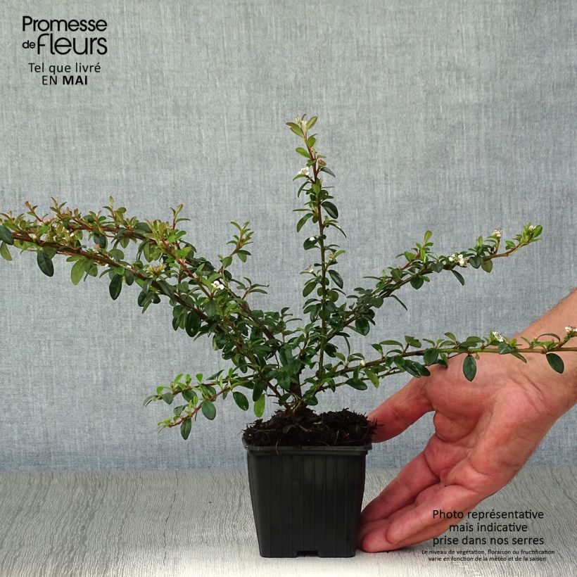 Example of Cotonéaster suecicus Skogholm Godet de 8/9 cm as you get in printemps