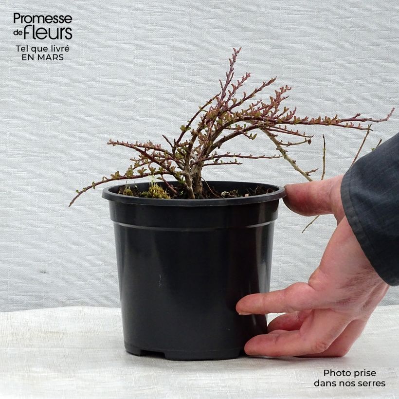 Spécimen de Cotoneaster adpressus - Cotonéaster rampant. Pot de 1,5L/2L tel que livré au printemps