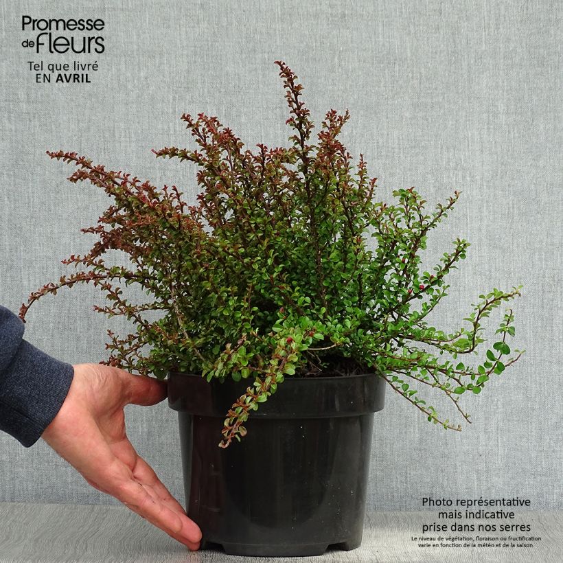 Spécimen de Cotoneaster adpressus Little Gem Pot de 2L/3L tel que livré au printemps