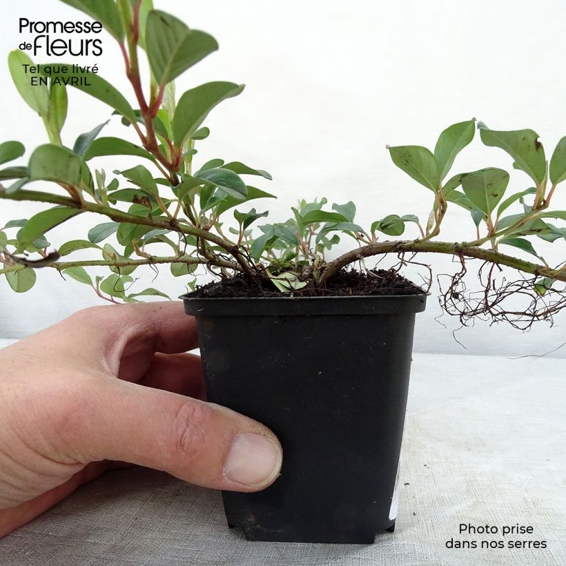 Example of Cotoneaster dammeri - Cotoneaster de Dammer Godet de 8/9 cm as you get in printemps