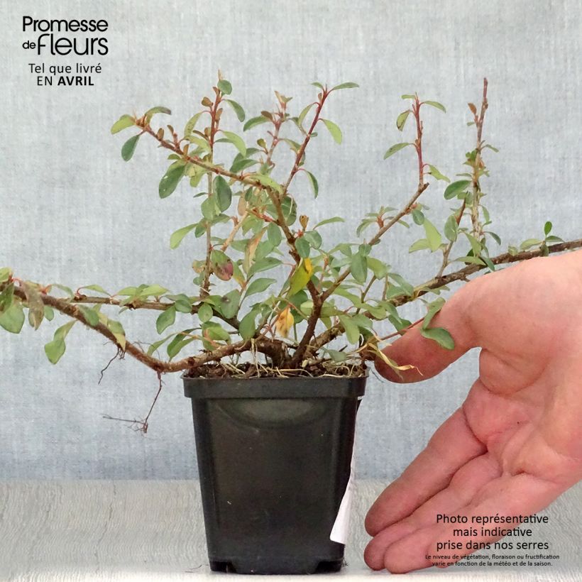 Example of Cotonéaster dammeri Eichholz Godet de 8/9 cm as you get in printemps