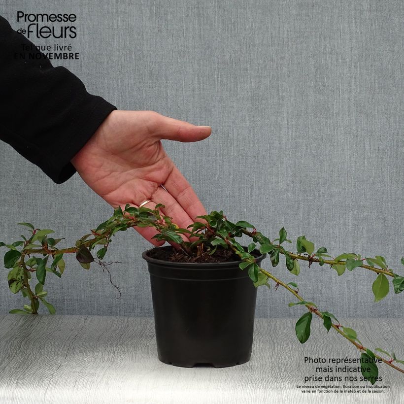 Spécimen de Cotoneaster dammeri Major Pot de 1L/1,5L tel que livré en automne
