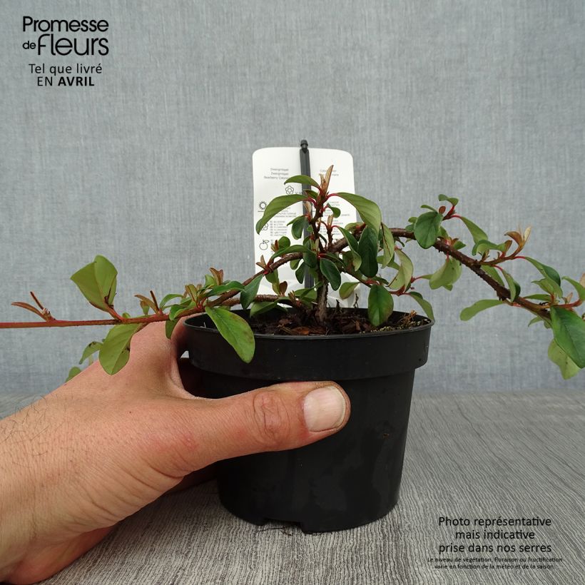 Spécimen de Cotoneaster dammeri Major Pot de 1L/1,5L tel que livré au printemps