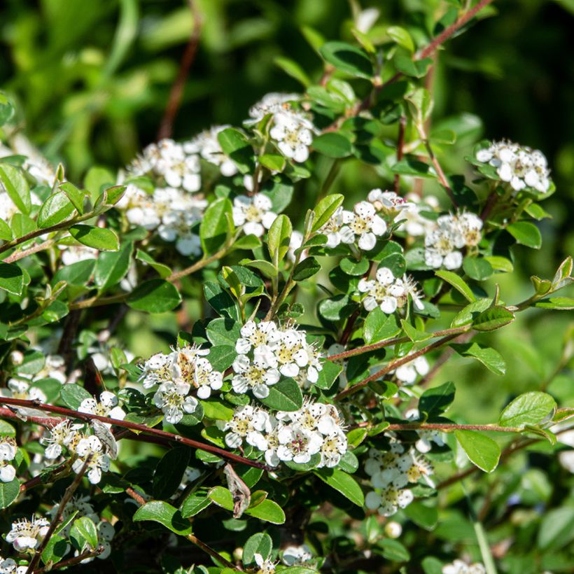 Cotoneaster dammeri Major (Floraison)