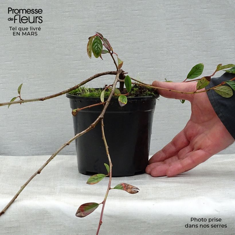 Spécimen de Cotoneaster dammeri Schoon Pot de 1L/1,5L tel que livré au printemps