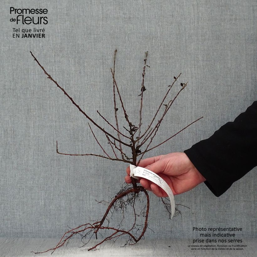 Example of Cotoneaster divaricatus - Cotonéaster divariqué Racines nues as you get in hiver