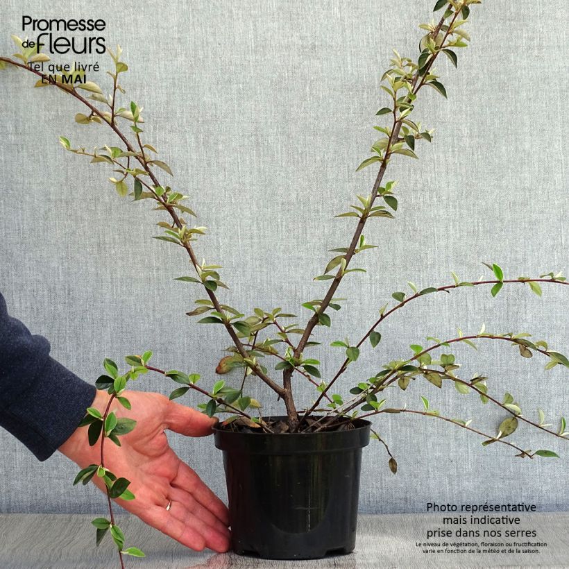 Spécimen de Cotoneaster franchetii - Cotonéastre de Franchet Pot de 7,5L/10L tel que livré au printemps
