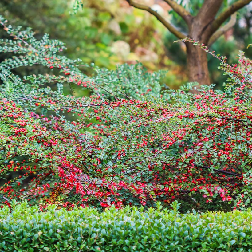 Cotoneaster horizontalis - Cotonéaster rampant (Port)
