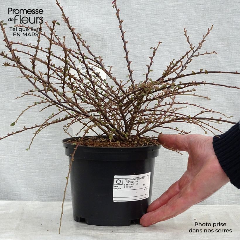 Spécimen de Cotoneaster horizontalis Variegatus - Cotonéaster rampant Pot de 2L/3L tel que livré au printemps