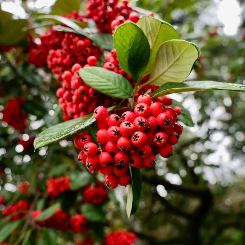 Cotoneaster lacteus - Cotonéaster laiteux (Récolte)