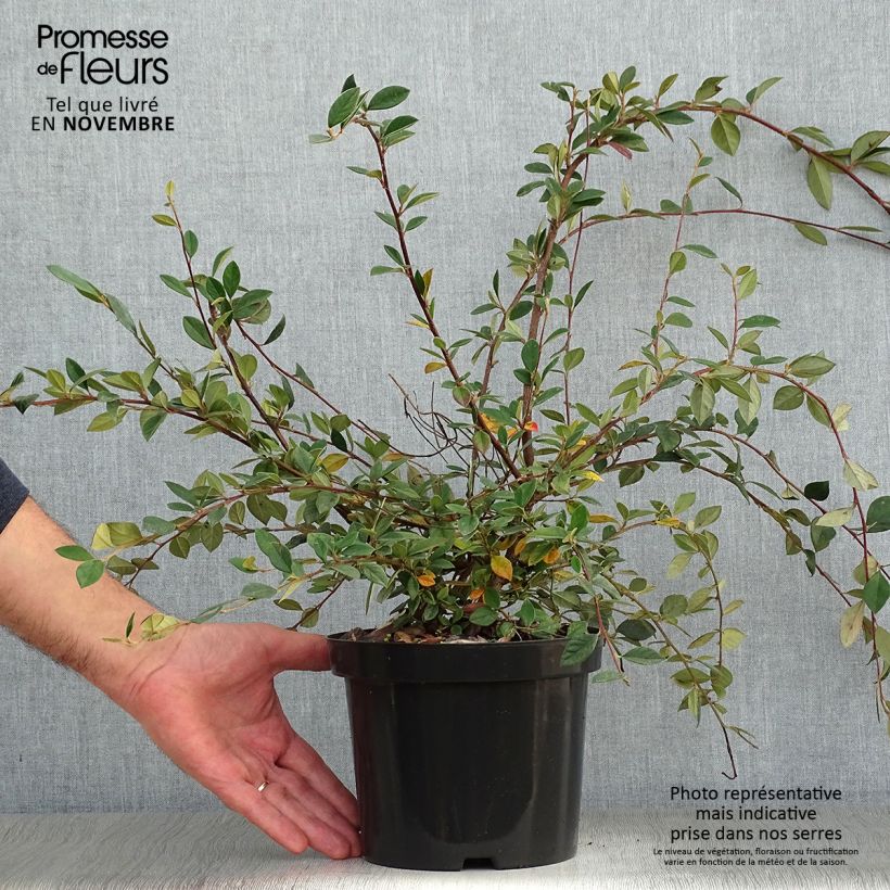 Spécimen de Cotoneaster lacteus - Cotonéaster laiteux Pot de 2L/3L tel que livré en automne