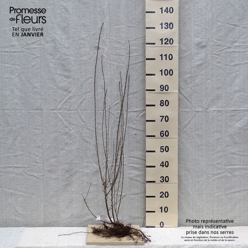 Spécimen de Cotoneaster lucidus  Racines nues tel que livré en hiver