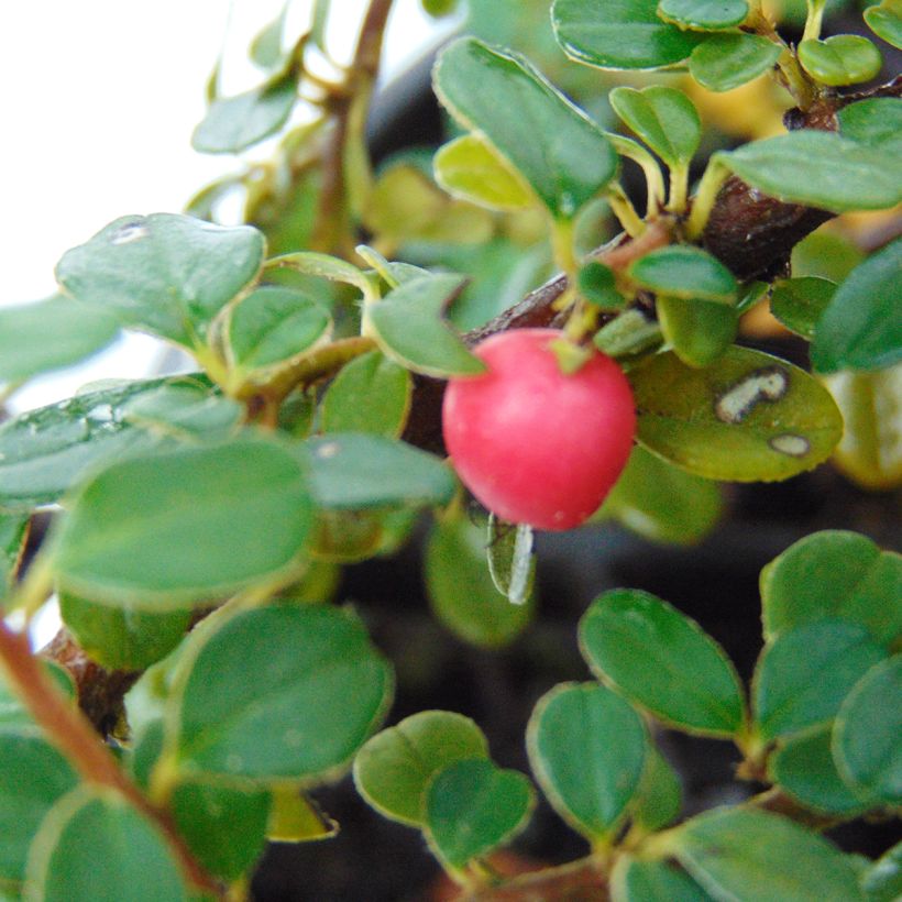 Cotoneaster microphyllus - Cotonéaster à petites feuilles (Récolte)