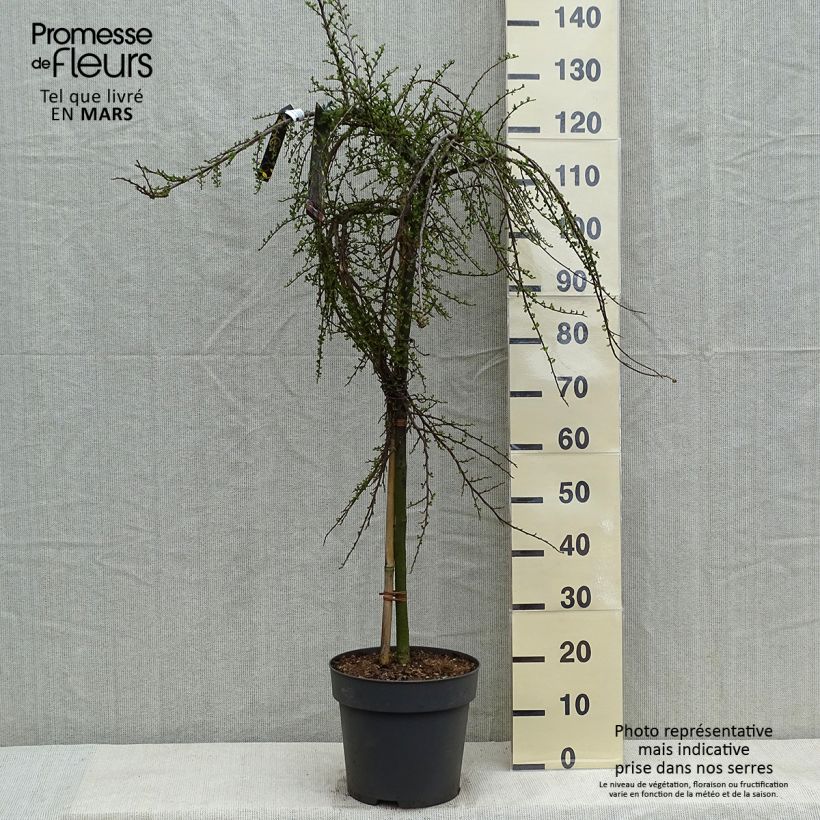 Spécimen de Cotoneaster praecox Boer Pot de 7,5L/10L, Tige, Tige de 80 tel que livré au printemps