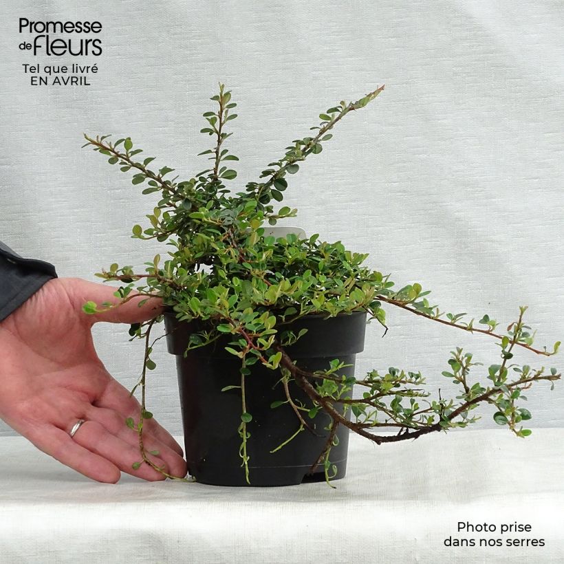 Spécimen de Cotoneaster procumbens Queen of Carpets Pot de 1L/1,5L tel que livré au printemps