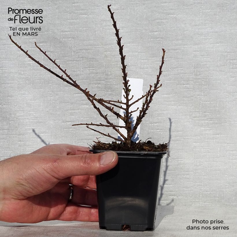 Spécimen de Cotoneaster procumbens Queen of Carpets Godet de 8/9 cm tel que livré au printemps